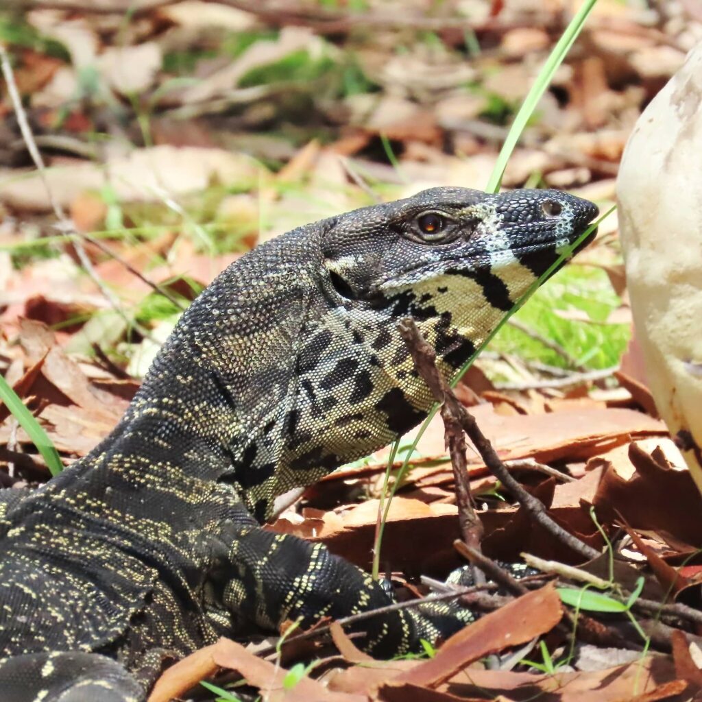 Lace Monitor (Varanus varius), Bermagui NSW © Deb Taylor