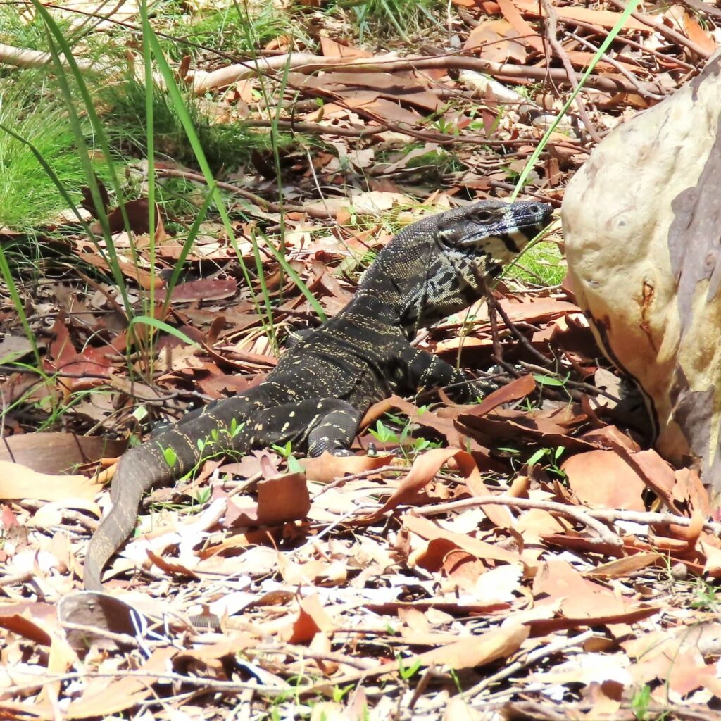 Lace Monitor (Varanus varius), Bermagui NSW © Deb Taylor