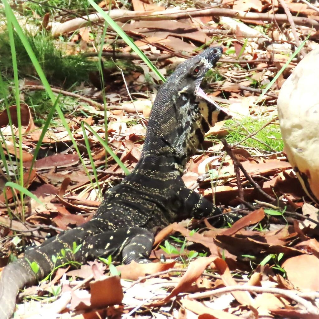 Lace Monitor (Varanus varius), Bermagui NSW © Deb Taylor