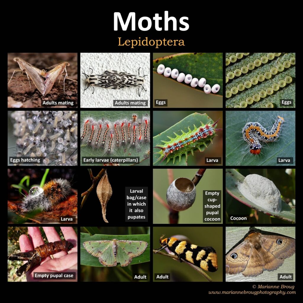 Moths Life Cycle (Harmonia conformis) © Marianne Broug