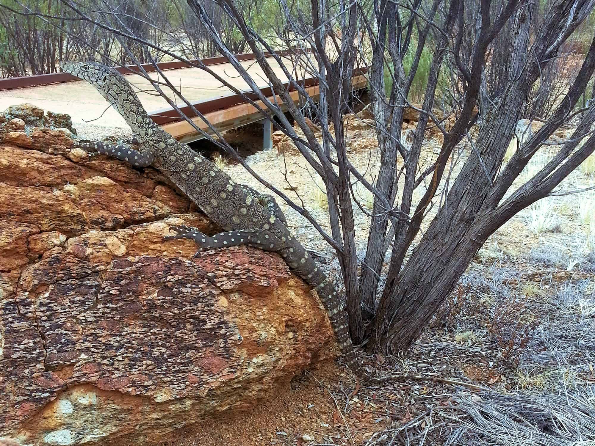 Memories of Animals at the Desert Park