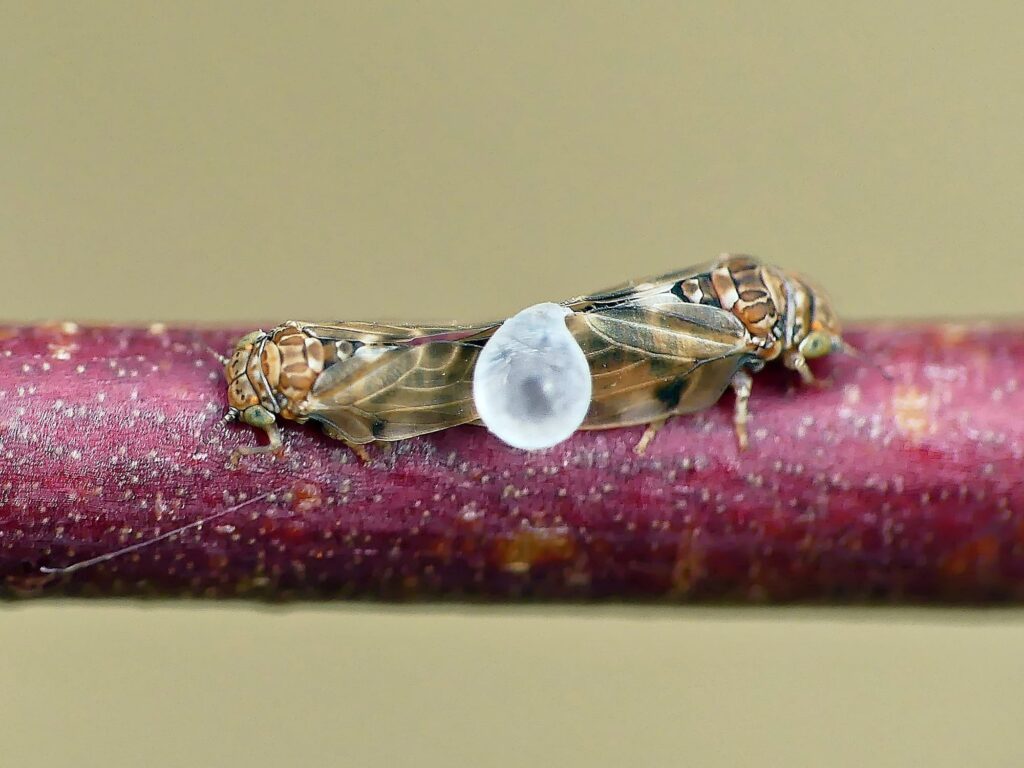 Psyllid activity on small Euicalypt (adults and lerps) © Marianne Broug