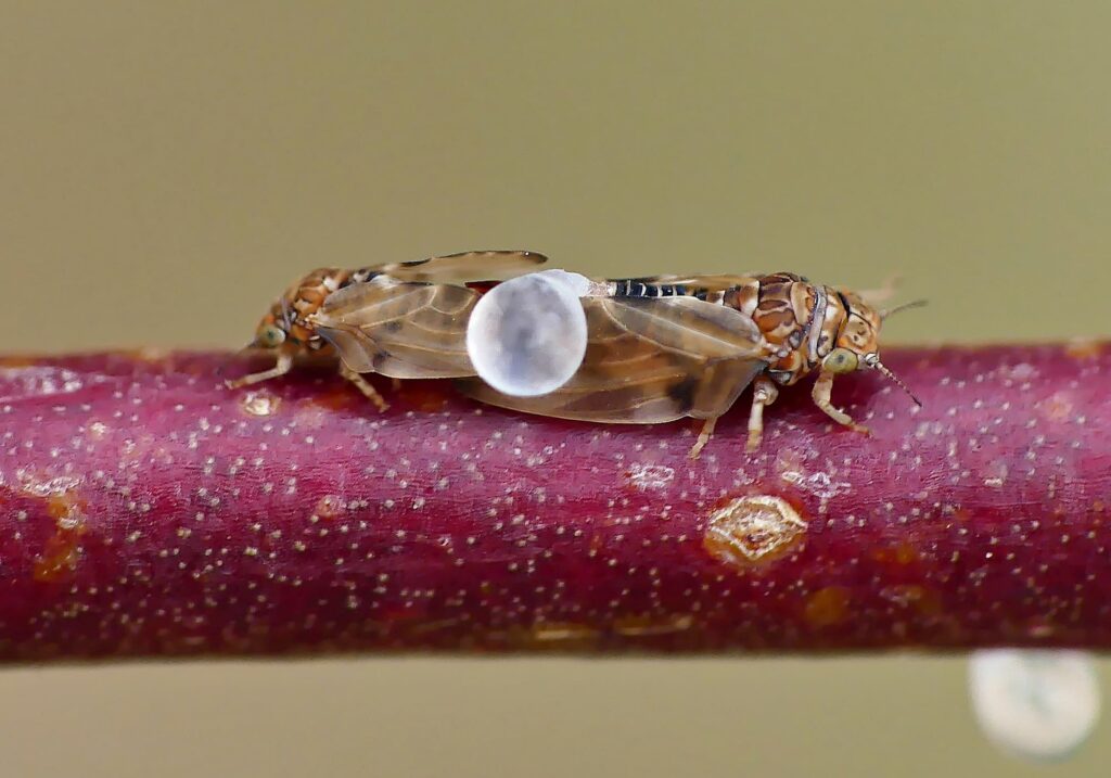 Psyllid activity on small Euicalypt (adults and lerps) © Marianne Broug