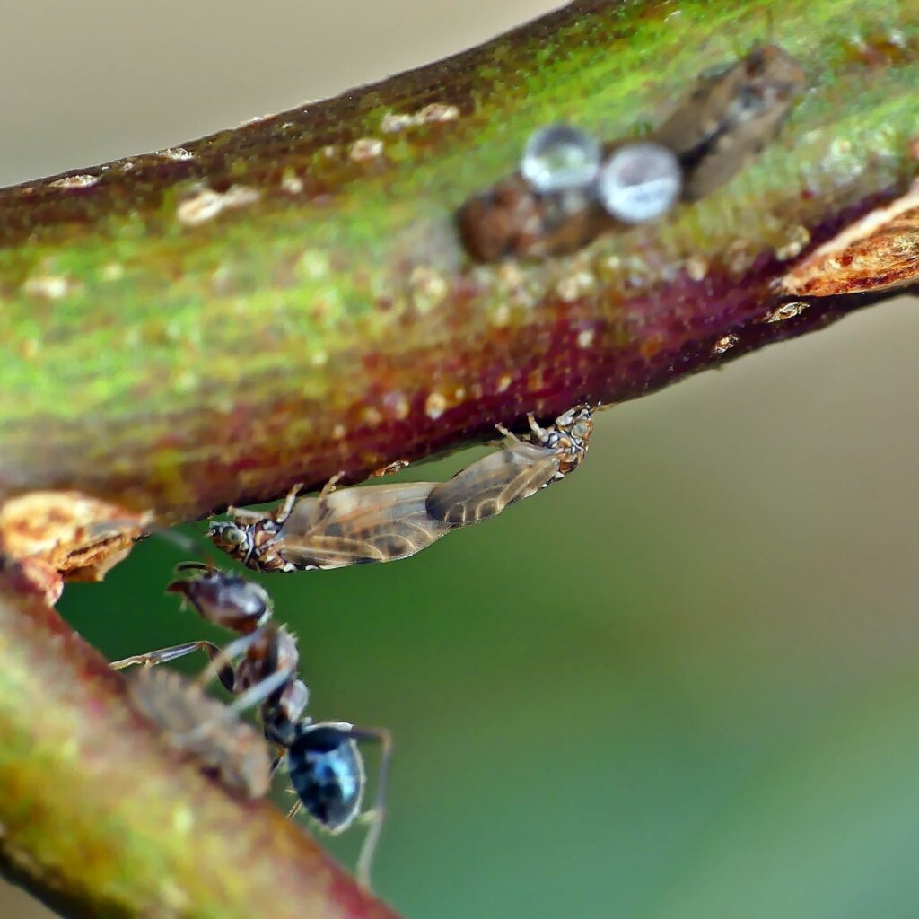Psyllid activity on small Euicalypt (adults and lerps) © Marianne Broug