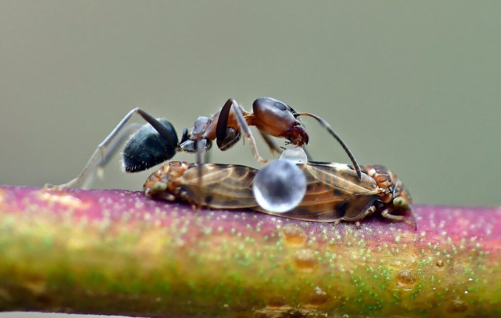 Psyllid activity on small Euicalypt (adults and lerps) © Marianne Broug