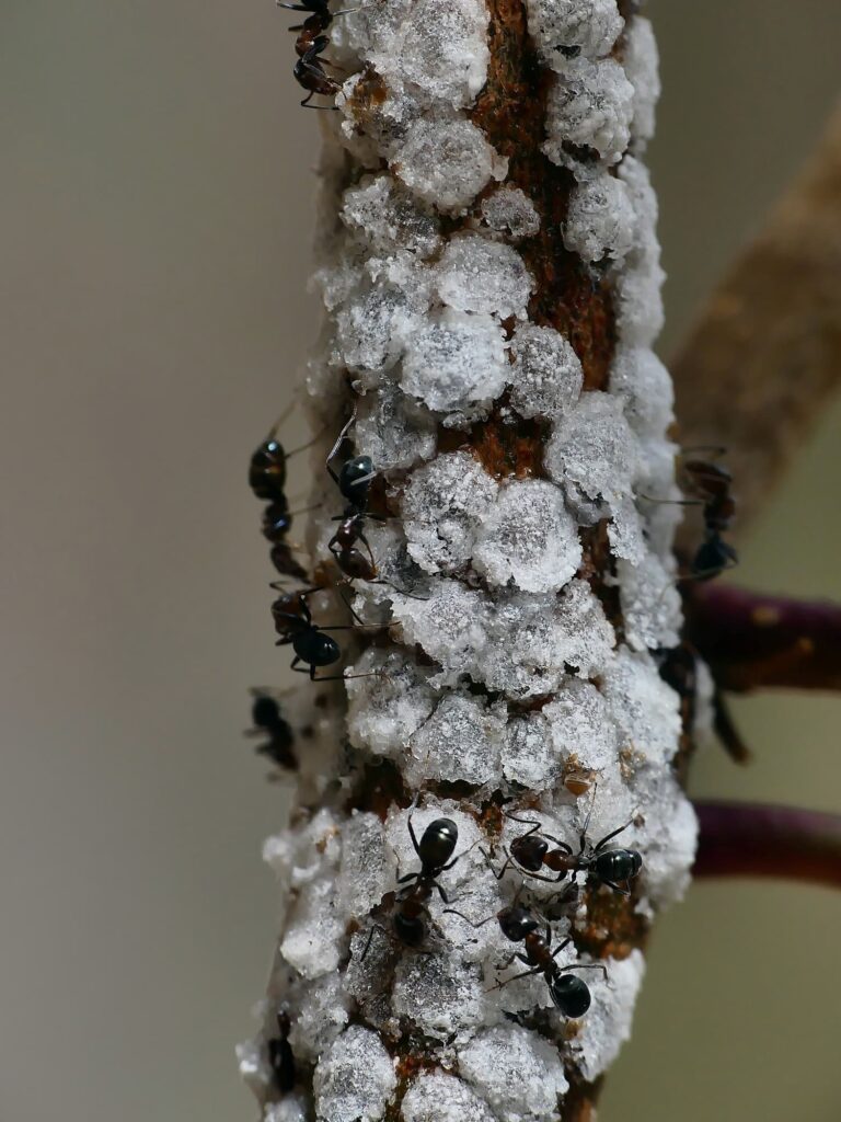 Psyllid activity on small Euicalypt (adults and lerps) © Marianne Broug
