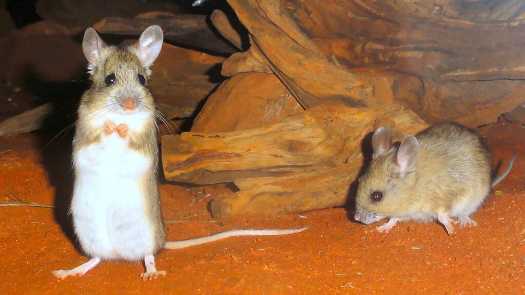Plains Mouse (Pseudomys australis), Alice Springs Desert Park NT