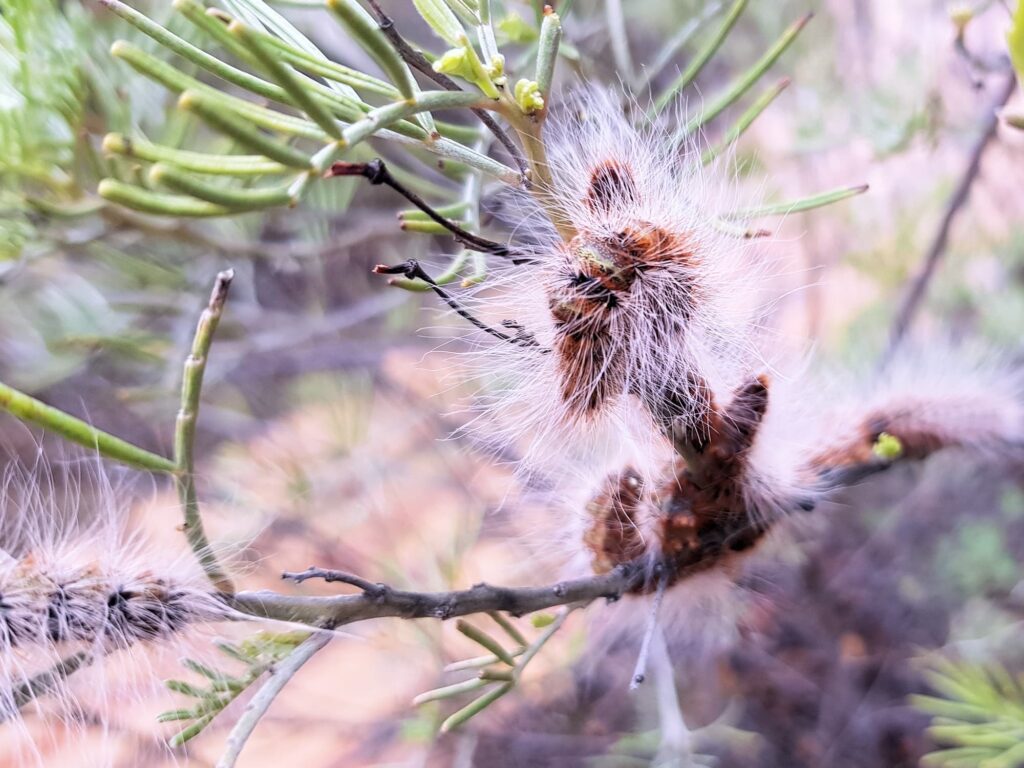 Processionary Caterpillar (Ochrogaster lunifer), Alice Springs NT