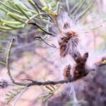 Processionary Caterpillar (Ochrogaster lunifer), Alice Springs NT