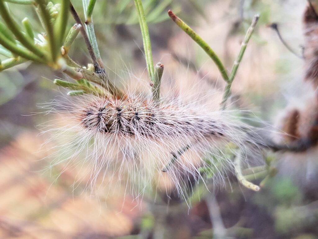 Processionary Caterpillar (Ochrogaster lunifer), Alice Springs NT