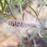 Processionary Caterpillar (Ochrogaster lunifer), Alice Springs NT