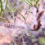 Processionary Caterpillar (Ochrogaster lunifer), Alice Springs NT