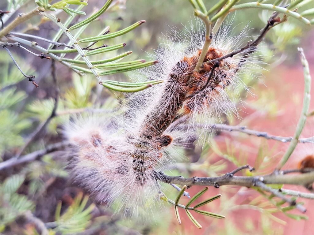 Processionary Caterpillar (Ochrogaster lunifer), Alice Springs NT