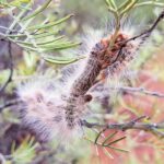 Processionary Caterpillar (Ochrogaster lunifer), Alice Springs NT