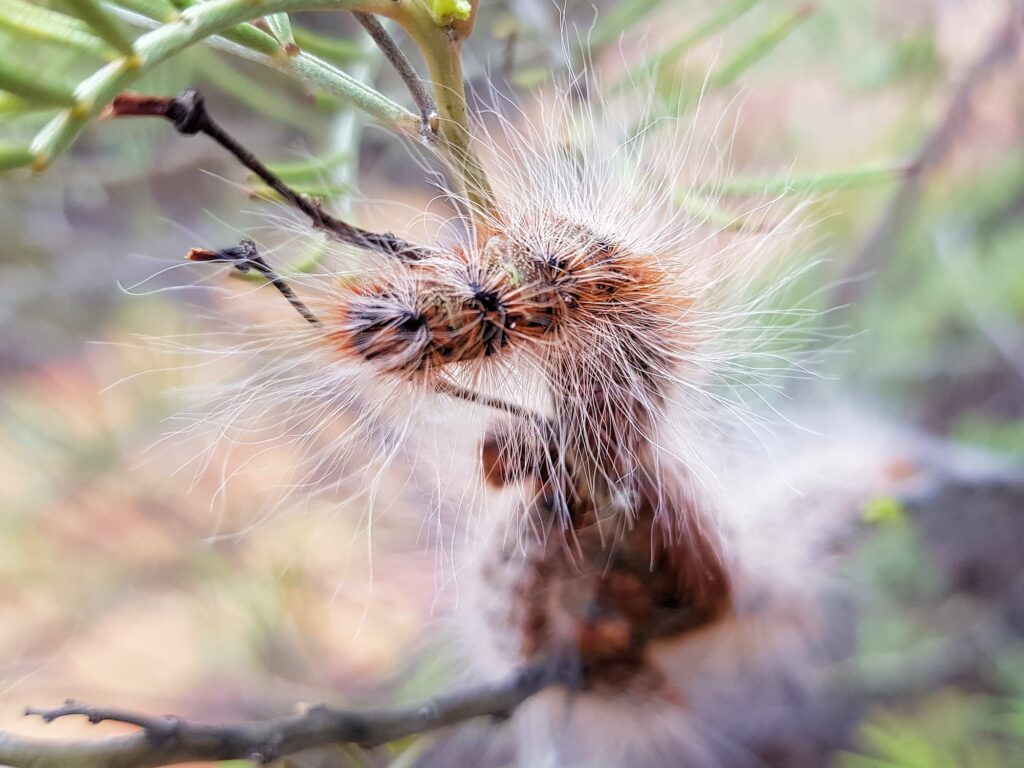 Processionary Caterpillar (Ochrogaster lunifer), Alice Springs NT