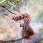 Processionary Caterpillar (Ochrogaster lunifer), Alice Springs NT