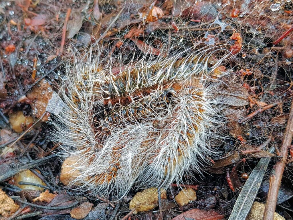 Processionary Caterpillar (Ochrogaster lunifer), Alice Springs NT