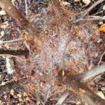 Processionary Caterpillar (Ochrogaster lunifer), Alice Springs NT
