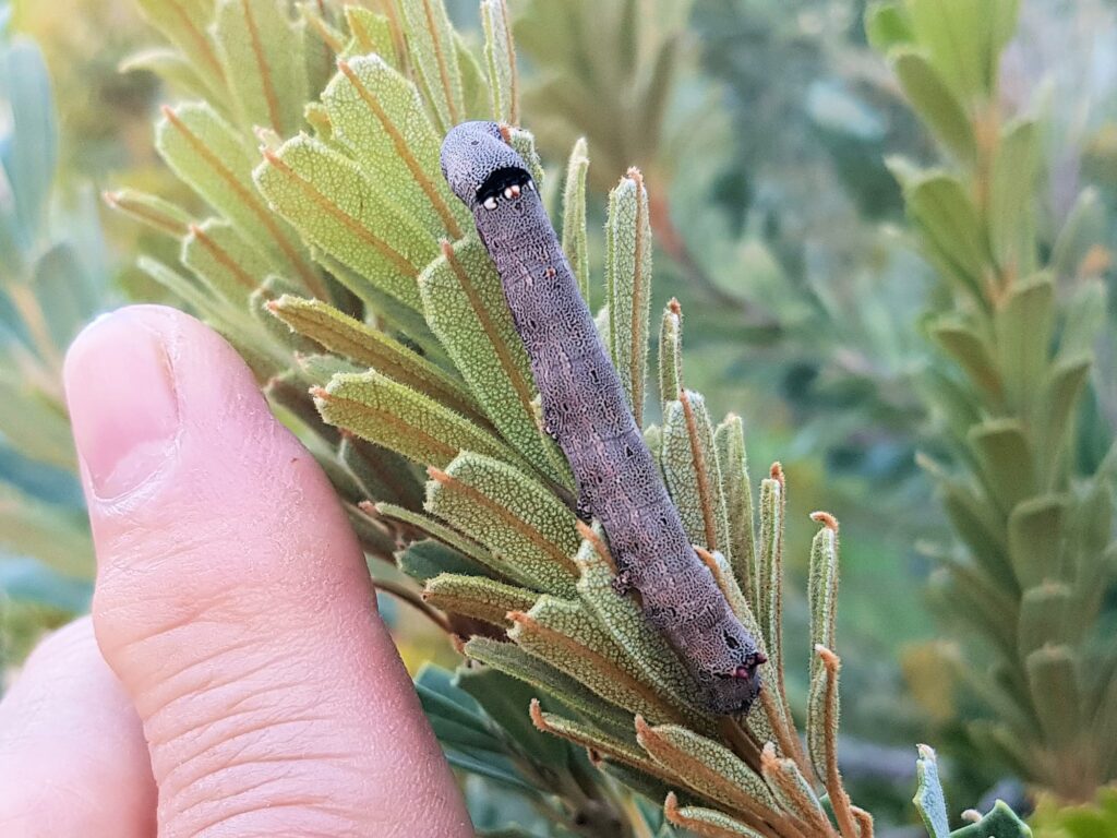 Achaea sp (caterpillar), Alice Springs NT