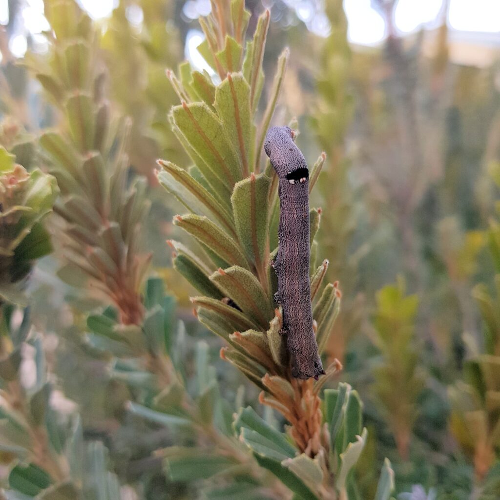 Achaea sp (caterpillar), Alice Springs NT