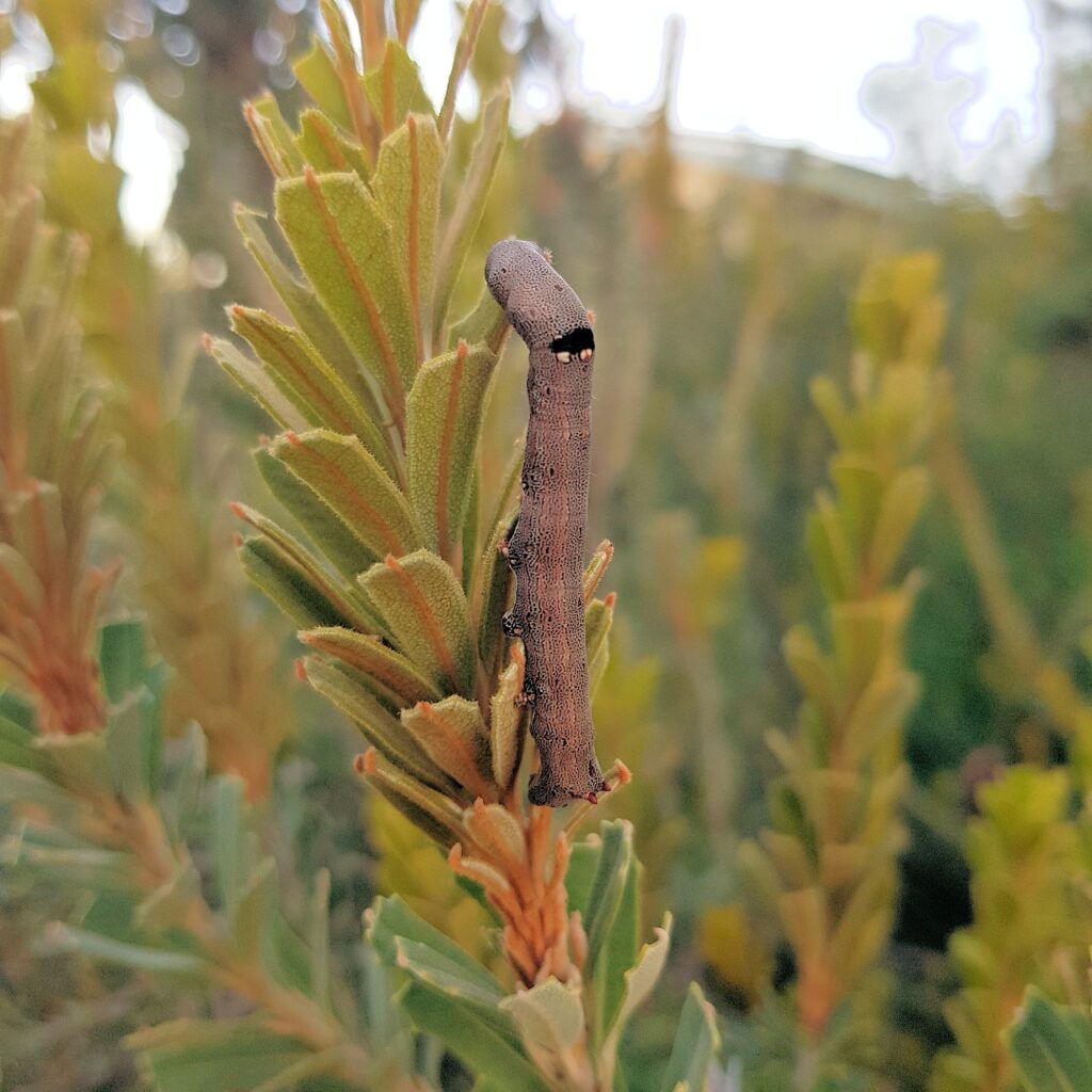 Achaea sp (caterpillar), Alice Springs NT