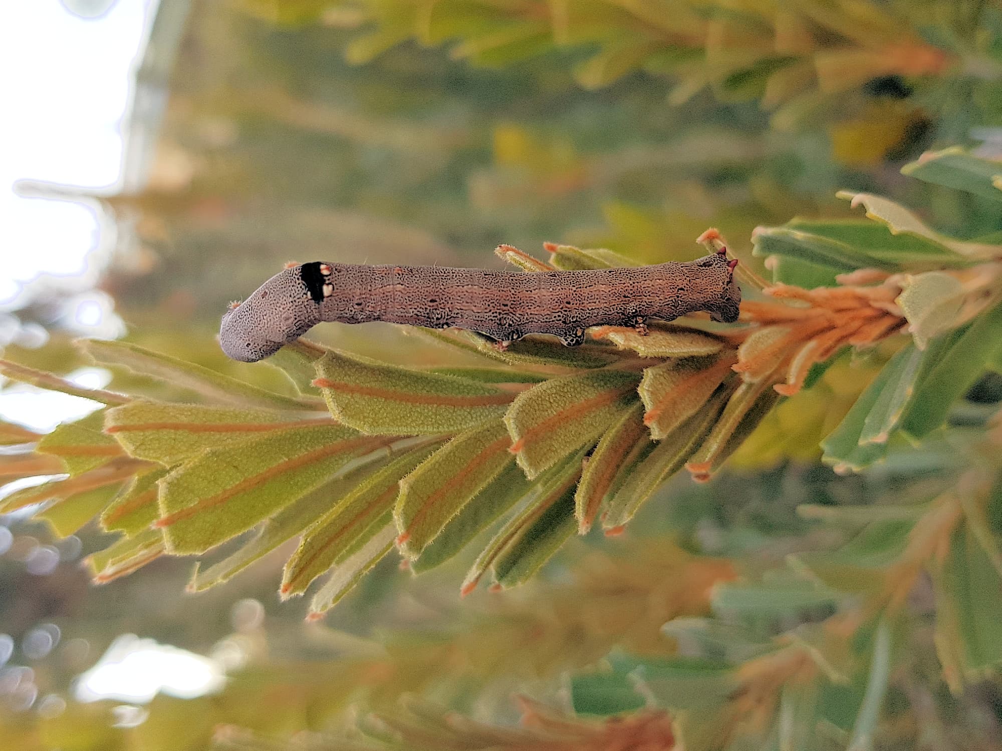 Achaea sp (caterpillar), Alice Springs NT