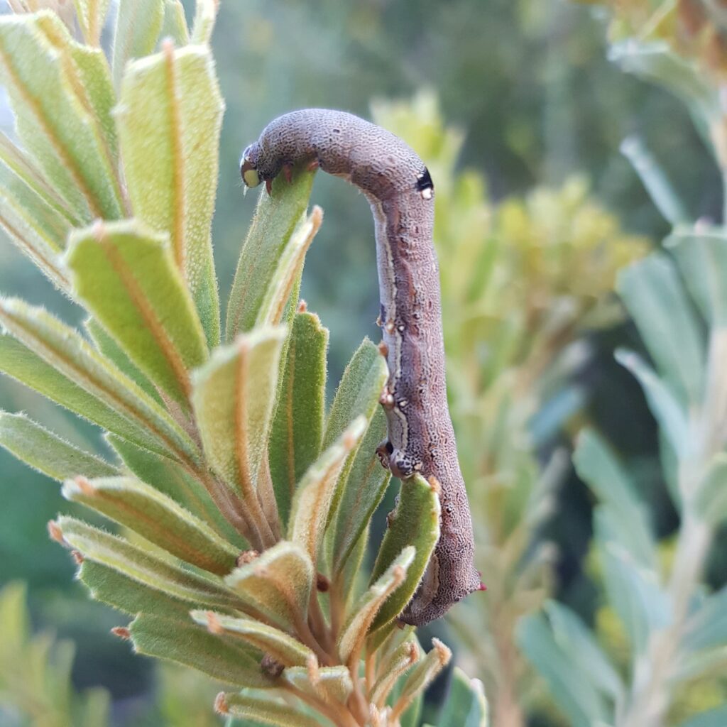 Achaea sp (caterpillar), Alice Springs NT