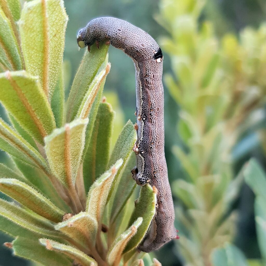 Achaea sp (caterpillar), Alice Springs NT