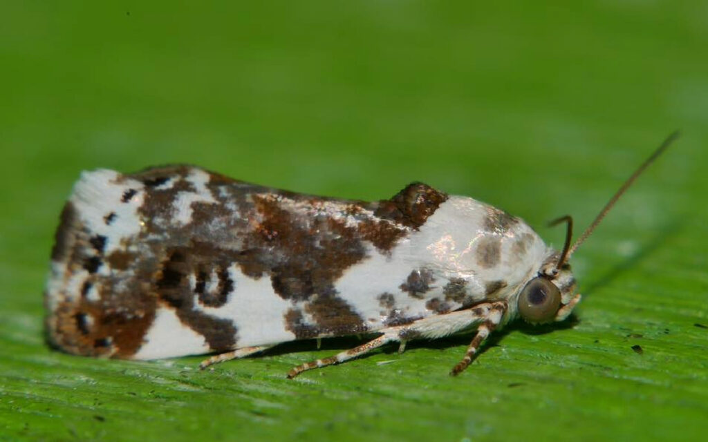 Acontia nivipicta, Whitsundays QLD © Alison Pearson