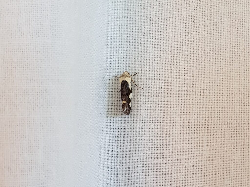 Acontia nivipicta (Owlet Moth), Alice Springs NT
