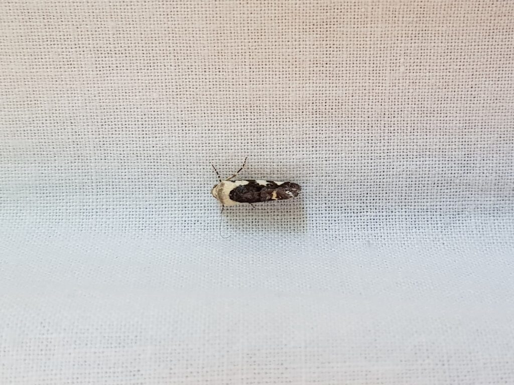 Acontia nivipicta (Owlet Moth), Alice Springs NT