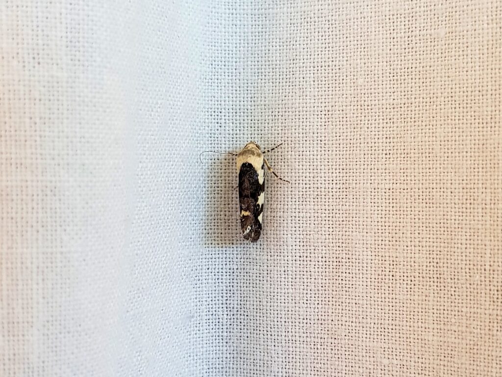 Acontia nivipicta (Owlet Moth), Alice Springs NT