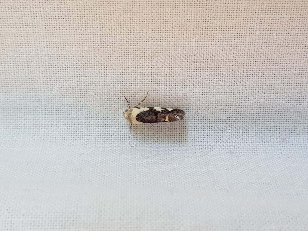 Acontia nivipicta (Owlet Moth), Alice Springs NT