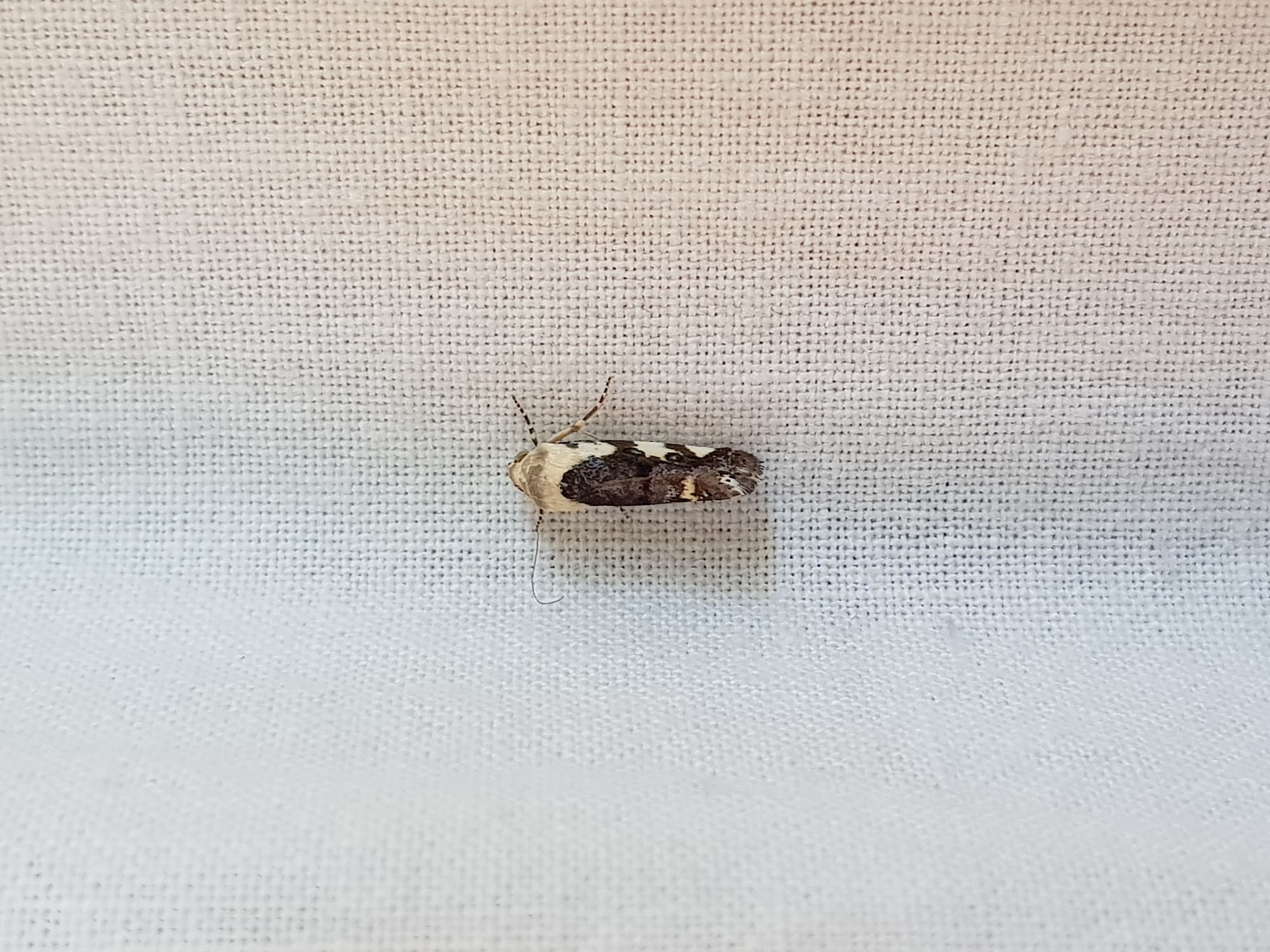 Acontia nivipicta (Owlet Moth), Alice Springs NT
