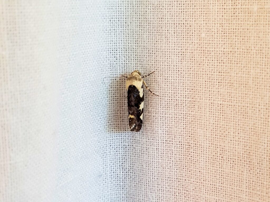 Acontia nivipicta (Owlet Moth), Alice Springs NT