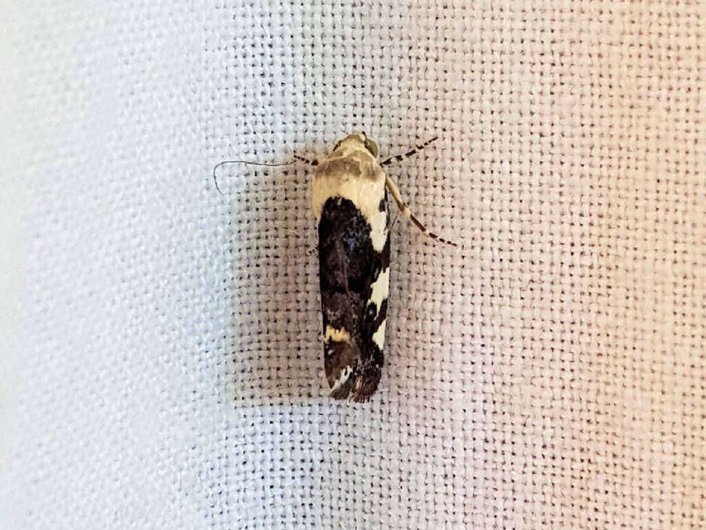 Acontia nivipicta (Owlet Moth), Alice Springs NT