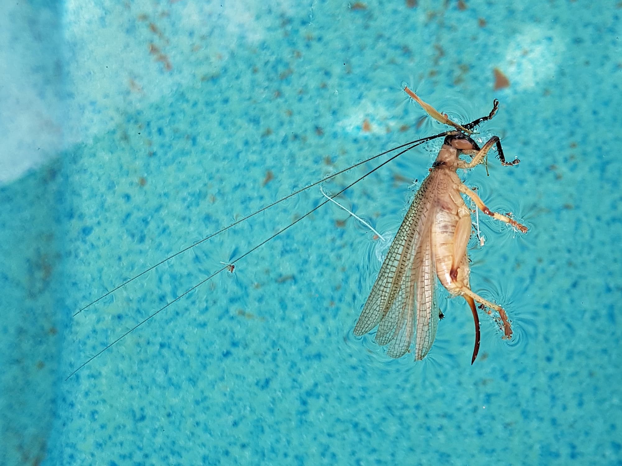 Genus Craspedogryllacris / Tribe Paragryllacridini (deceased in swimming pool), Alice Springs NT