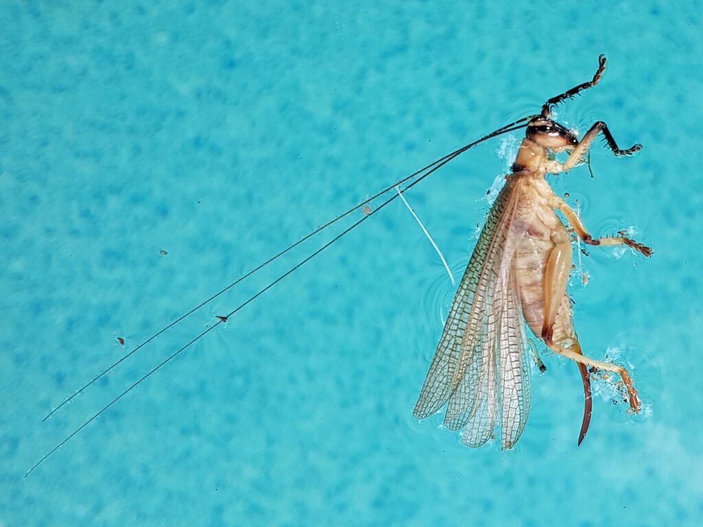 Genus Craspedogryllacris / Tribe Paragryllacridini (deceased in swimming pool), Alice Springs NT