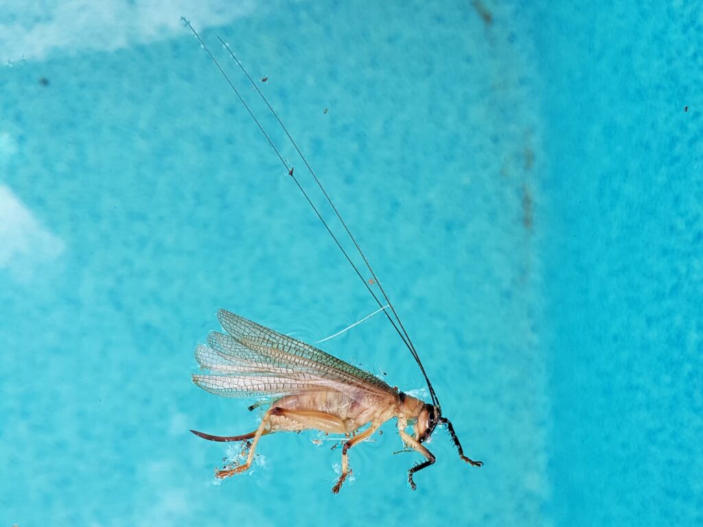 Genus Craspedogryllacris / Tribe Paragryllacridini (deceased in swimming pool), Alice Springs NT