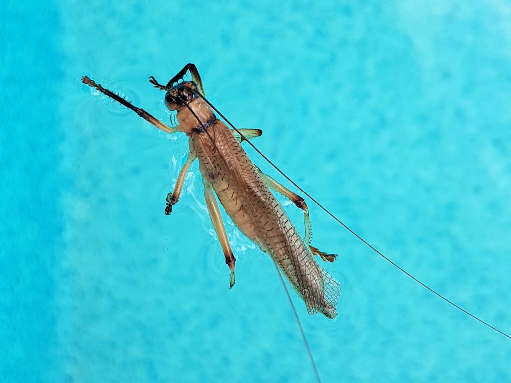 Genus Craspedogryllacris / Tribe Paragryllacridini (deceased in swimming pool), Alice Springs NT
