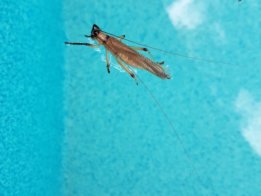 Genus Craspedogryllacris / Tribe Paragryllacridini (deceased in swimming pool), Alice Springs NT
