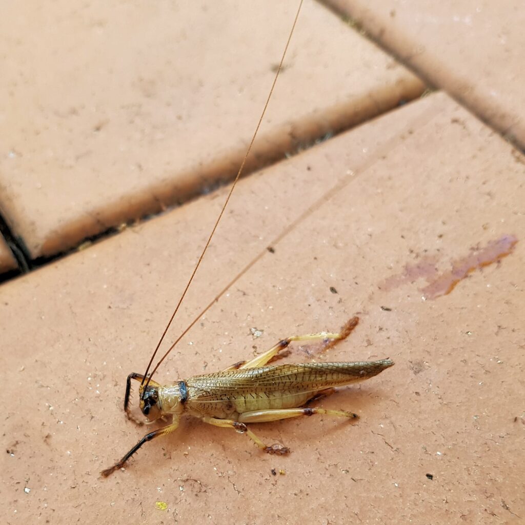 Genus Craspedogryllacris / Tribe Paragryllacridini (found drowned in swimming pool), Alice Springs NT