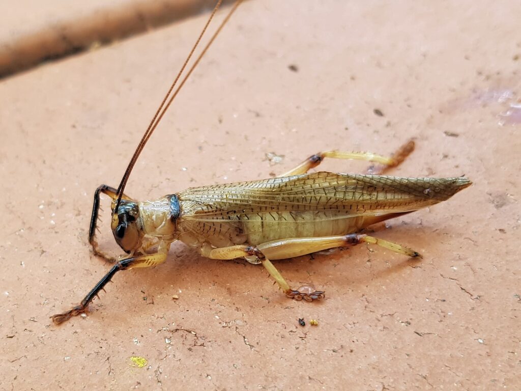 Genus Craspedogryllacris / Tribe Paragryllacridini (found drowned in swimming pool), Alice Springs NT