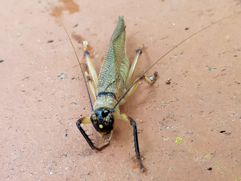 Genus Craspedogryllacris / Tribe Paragryllacridini (found drowned in swimming pool), Alice Springs NT