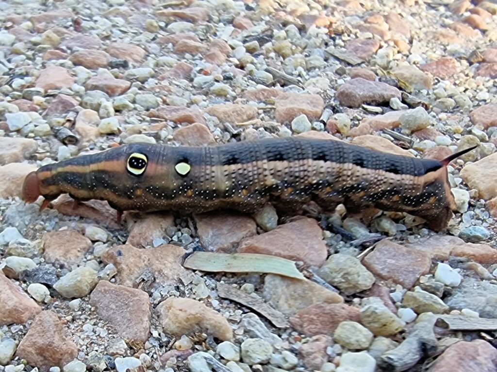 Hippotion celerio (caterpillar), Alice Springs NT