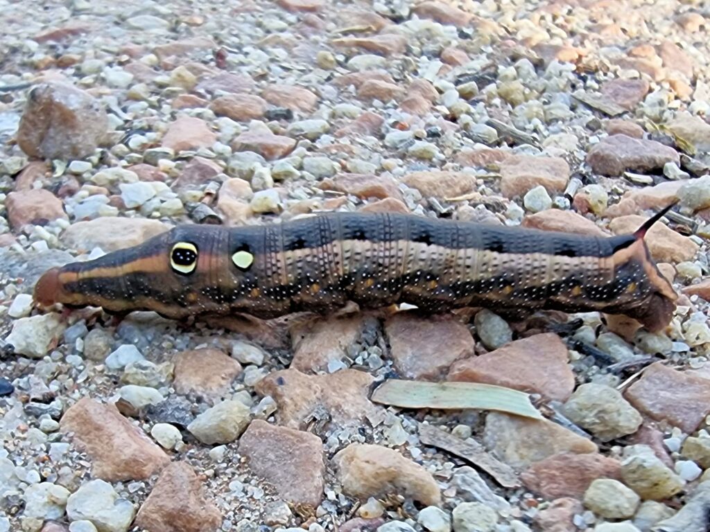 Hippotion celerio (caterpillar), Alice Springs NT