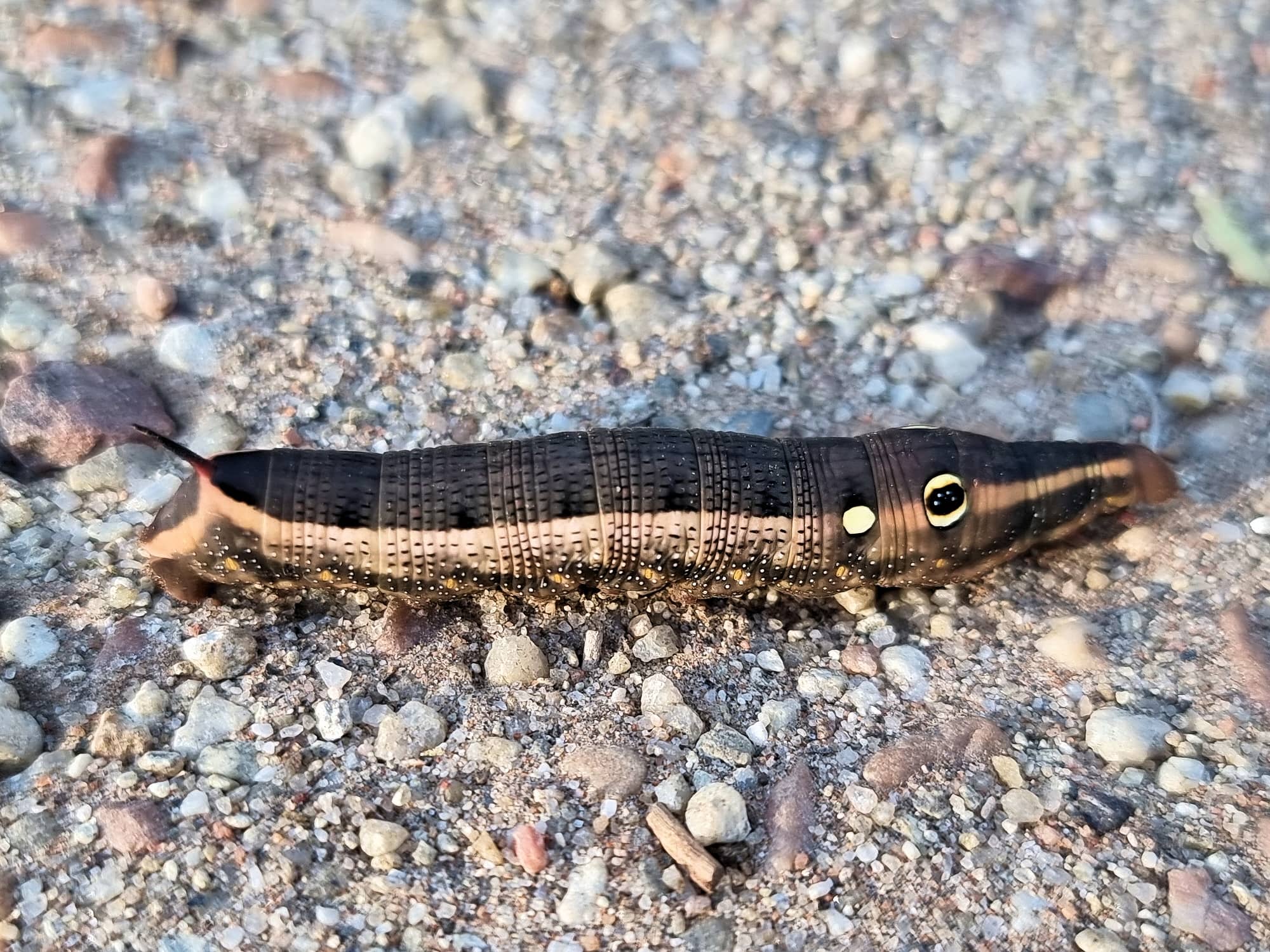Hippotion celerio (caterpillar), Alice Springs NT
