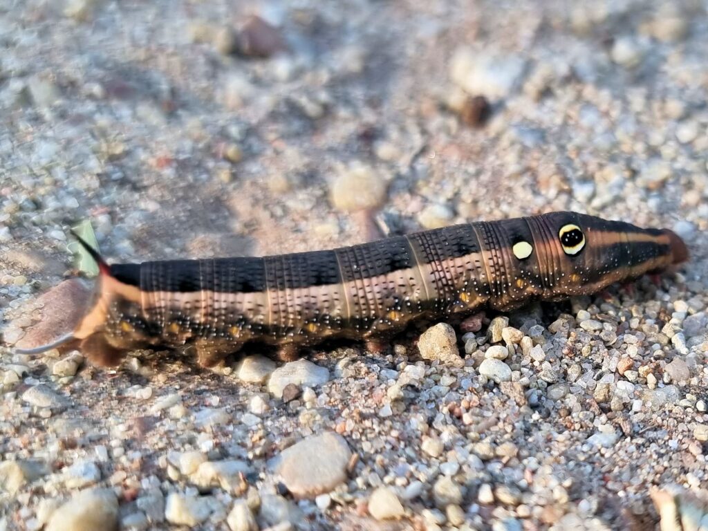 Hippotion celerio (caterpillar), Alice Springs NT