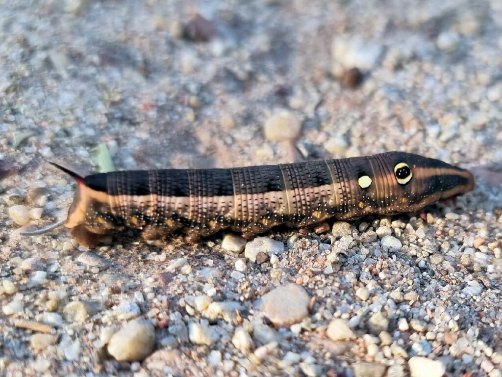 Hippotion celerio (caterpillar), Alice Springs NT