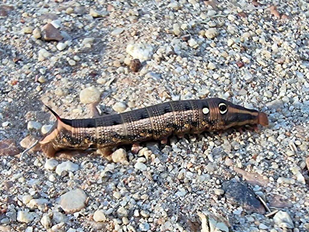 Hippotion celerio (caterpillar), Alice Springs NT